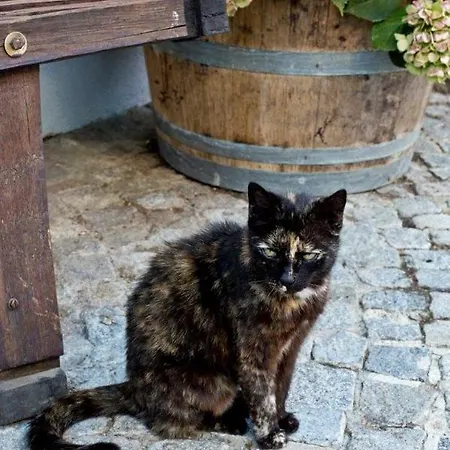 招待所 Weingut Breitenfelder 雷茨