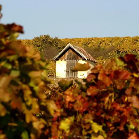 Weingut Breitenfelder