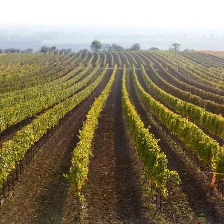 Gæstehus Weingut Breitenfelder Retz