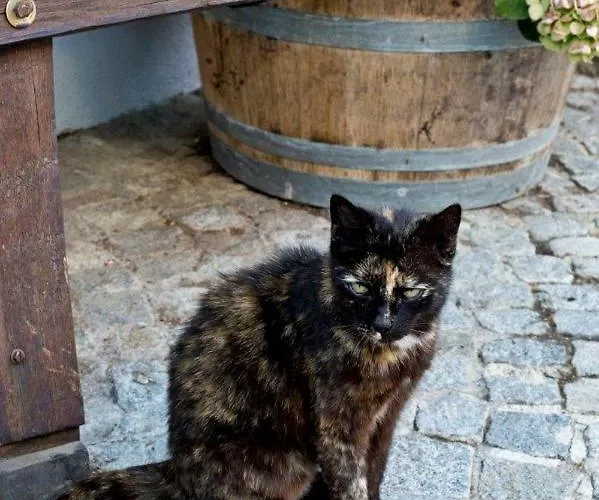 Gæstehus Weingut Breitenfelder Retz