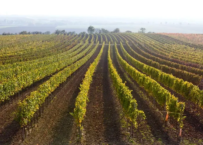 Guest house Weingut Breitenfelder Retz